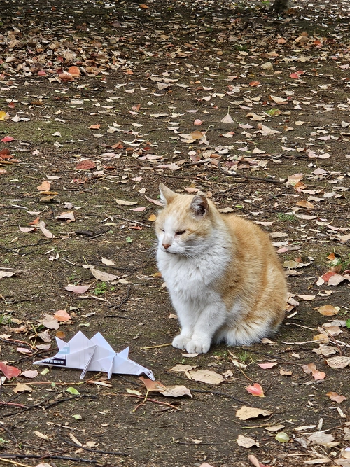 Trouvé un pote dans le parc Ueno, crado, très gentil.