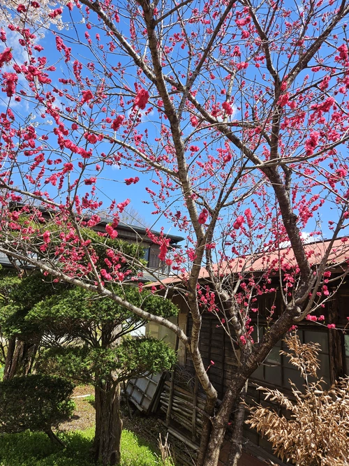 Sakura