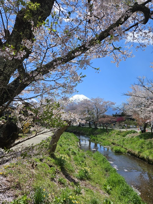 Sakura