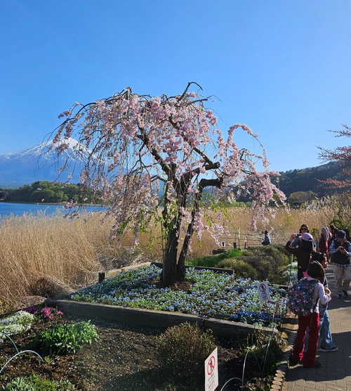 L'humble faire-valoir du Fujisan