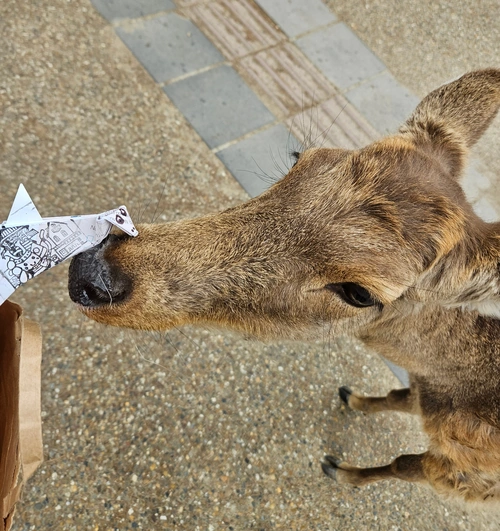 Contact chaleureux avec une biche… Mignonerie…
Mais hors champ, son complice en profite pour manger mon sac en craft.