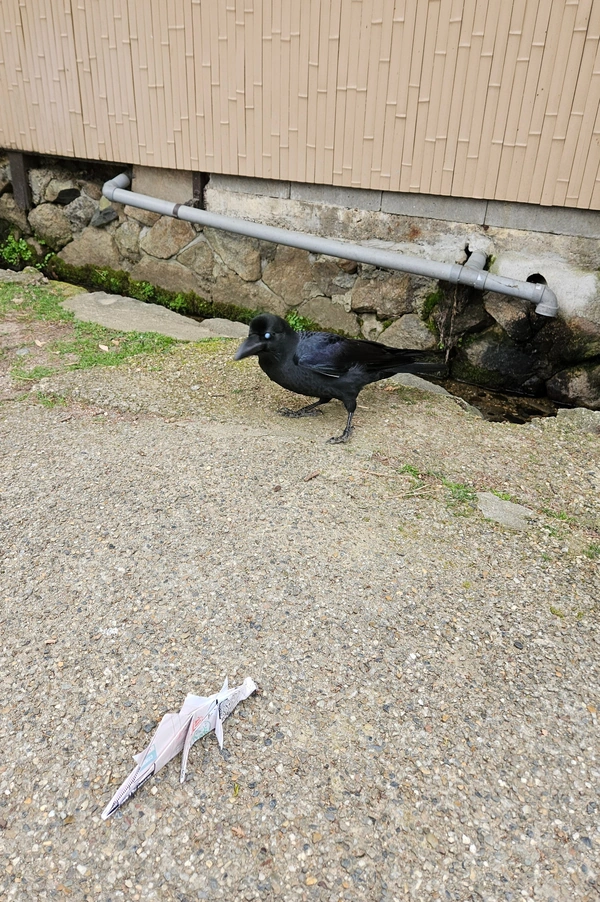 Corneille, un peu timide.
→ Les oiseaux japonais ont peur des stégosaures