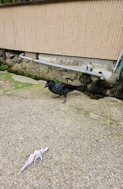 Corneille, un peu timide.
→ Les oiseaux japonais ont peur des stégosaures