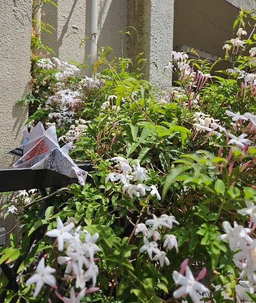 Moment vautrage dans le jasmin, odeur dingue.